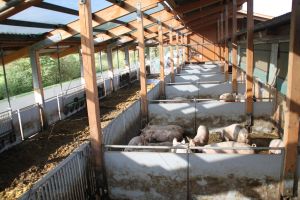 Öko-Mastschweine im Außenklimastall