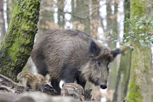 Wildschwein