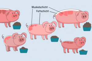 Das Bild zeigt einen Ausschnitt aus einem Film, der das Projekt RESAFE-Pig vorstellt. - © Silke Vasel/Tierärztliche Hochschule Hannover