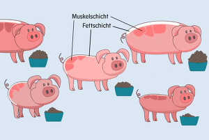 Das Bild zeigt einen Ausschnitt aus einem Film, der das Projekt RESAFE-Pig vorstellt.
 - © Silke Vasel/Tierärztliche Hochschule Hannover