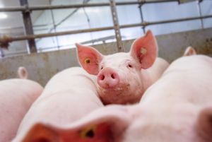 In Tierhaltungsanlagen spielen Brandschutzauflagen eine wichtige Rolle ©ISN/Jaworr