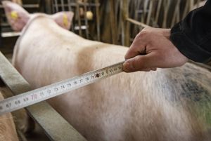 Mit der Novelle der Tierschutz-Nutztierhaltungsverordnung gehen maßgebliche bauliche Veränderungen des Deckzentrums einher.