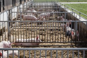 Die Amtschefinnen und -chefs der Länderagrarministerien wollen Auslauf- und Freilandhaltung von Hausschweinen auch im Fall eines ASP-Ausbruchs ermöglichen. (Bild: ISN/ Jaworr)