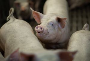 Bildquelle: Boehringer Ingelheim