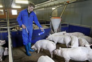 Einzeltierbehandlung im Schweinemaststall