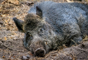 Wildschwein ASP FLI