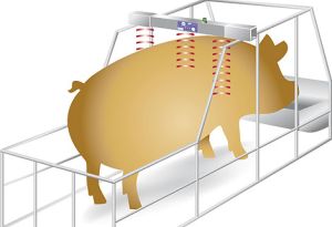 Grundlage für das System ist die Erkenntnis, dass rauschige Sauen eine erhöhte Aktivität aufweisen. Drei Infrarotsender erfassen daher jede Bewegung der Tiere.