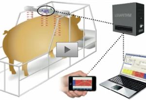 Sauenhaltung: Rausche-Erkennungssystem PigWatch