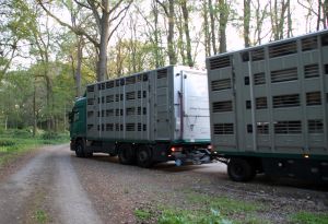 In den Niederlanden werden die "Hilckmann-Schweine" umverteilt