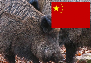 Afrikanische Schweinepest in China