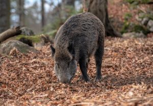 Stand 17.11.2020: Insgesamt wurde in Brandenburg und Sachsen bei 156 Wildschweinen das ASP-Virus nachgewiesen.