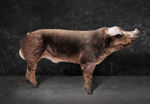 Iberduroc ©Topigs Norsvin