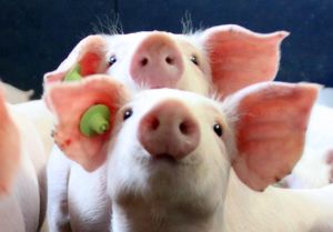 Neugierige Ferkel