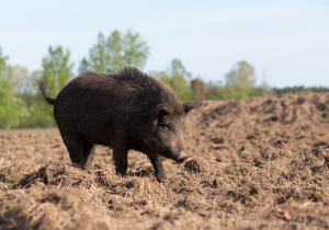 Brandenburgs Betriebe bekommen bald die Möglichkeit zum Ausgleich der Mehrkosten, wenn sie von ASP-Restriktionen betroffen sind (Bild: ©Canva)