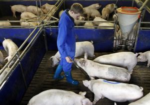 Einzeltierbehandlung im Schweinemaststall