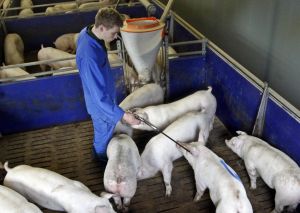 Einzeltierbehandlung im Schweinemaststall