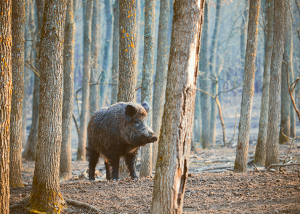 Wild Boar In Forest ©Canva