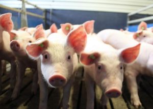 Europäische Sauenhalter und die Ferkelaufzuchtbetriebe planen in den nächsten fünf Jahren eine Reduktion der Tierzahlen