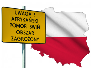 In Polen kommt die ASP nicht zur Ruhe ©Canva