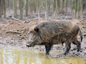 Wildschwein ©Canva