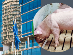 Mit einer Lockerung der Verfütterungsverbotes könnten Schweine demnächst wieder von den wertvollen tierischen Eiweißen protitieren (Bild ©ISN/ Jaworr, Canva)