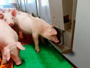 Unkomplizierter Einsatz: Die FaserFit-Pellets können den Schweinen sowohl automatisiert über eine Raufutterkette als auch händisch über spezielle Pellet-Automaten angeboten werden. ©  AGRAVIS Raiffeisen AG