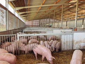 Mit einer Bundesratsinitiative aus NRW sollten Genehmigungshürden für den Umbau für Tierwohlställe abgebaut werden, doch der Agrarausschuss hat die Beratungen vertagt (Bild: ISN)