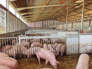 Mit einer Bundesratsinitiative aus NRW sollten Genehmigungshürden für den Umbau für Tierwohlställe abgebaut werden, doch der Agrarausschuss hat die Beratungen vertagt (Bild: ISN)