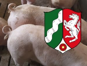 Ringelschwanz NRW