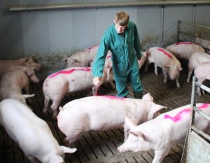 Schlachtschweine kennzeichen im Abteil