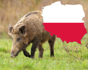 ASP in Polen (Bild ©Canva)