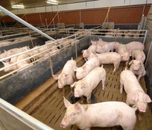 Deutschland dürfte Stellung als größter Schweinefleischproduzent der EU behalten.