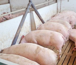 Das Verfütterungsverbot von Tiermehl könnte wieder gelockert werden (Bild ©ISN)