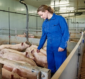 Für die Früherkennung eines möglichen ASP-Ausbruchs im Bestand ist die Tierkontrolle von großer Bedeutung ©ISN/Jaworr