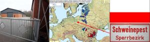 Die Afrikanische Schweinepest hat in Polen einen Sprung von 250 km in Richtung Westen gemacht.