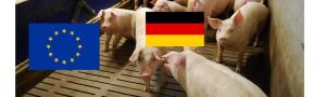 Schweine Deutschland EU