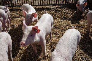 Wegen der unsicheren Versorgungslage für ökologisch angebaute Eiweißkomponenten durch den Ukraine-Krieg hat das niedersächsische Landwirtschaftsministerium eine Ausnahmeregelung erlassen (Bild ©ISN/Jaworr)