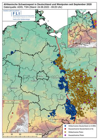 Karte: ASP in Deutschland und Westpolen seit September 2020, 3.994 Fälle bei Wildschweinen und 5 Ausbrüche bei Hausschweinen, Stand 24.06.2022 ©FLI