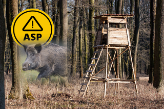 Die anstehende Drückjagdsaison erhöht das Risiko einer Verschleppung der ASP (Bild ©Canva)