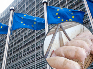 Due EU will den Einsatz von Tiermehlen in der Fütterung wieder erlauben (Bild: Canva/ISN)