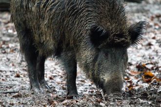 Wildschwein ©Pixabay