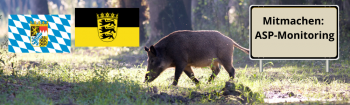 Bayern und Baden-Württemberg empfehlen Schweinehaltern die Teilnahme an deren landeseigenen ASP-Früherkennungsprogrammen