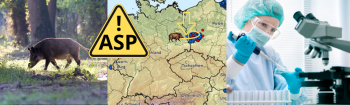 Weitere ASP-Verdachtsfälle in Brandenburg - Ergebnisse werden am Freitag (18.09.20) erwartet.