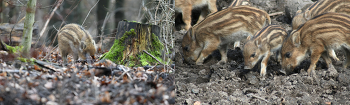 Wildschwein-Frischlinge