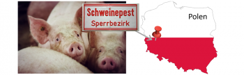 Die Afrikanische Schweinepest ist erstmalig in einem Hausschweinebestand in Westpolen ausgebrochen. Der Ort liegt ca. 65 km entfernt von der deutschen Grenze.