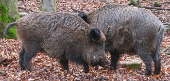 Zwei Wildschweine ©Pixabay
© Pixabay