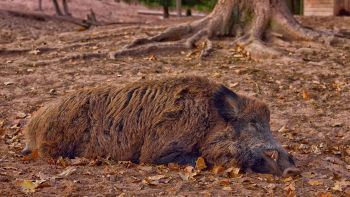 Wild Boar 3635108 1280
© Pixabay