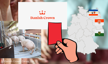 Danish Crown will keine Schweine aus den drei von ASP-betroffenen Bundesländern mehr schlachten - Dafür bekommt DC von uns die rote Karte! ©Danish Crown, Canva, ISN
