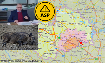 ASP-Verdachtsfall bei Wildunfall in Redlin