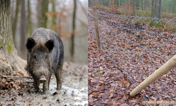 Zaunbau in Brandenburg geht voran - Entnahme in erster "weißer Zone" hat begonnen (Bilder: ©Canva/ Twitter @MSGIV_BB)